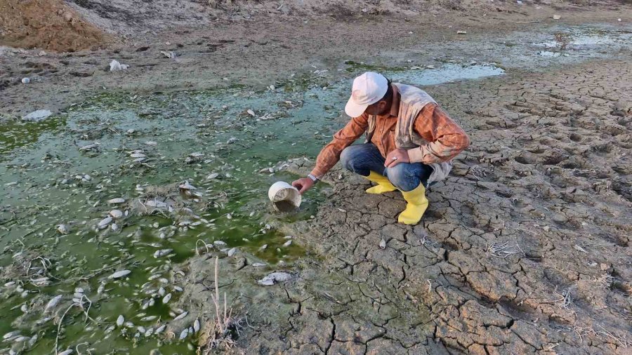 Su Seviyesi Düşen Barajdaki Yavru Balıkları Kovalarla Kurtarmaya Çalıştılar