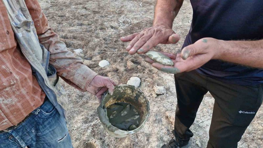 Su Seviyesi Düşen Barajdaki Yavru Balıkları Kovalarla Kurtarmaya Çalıştılar