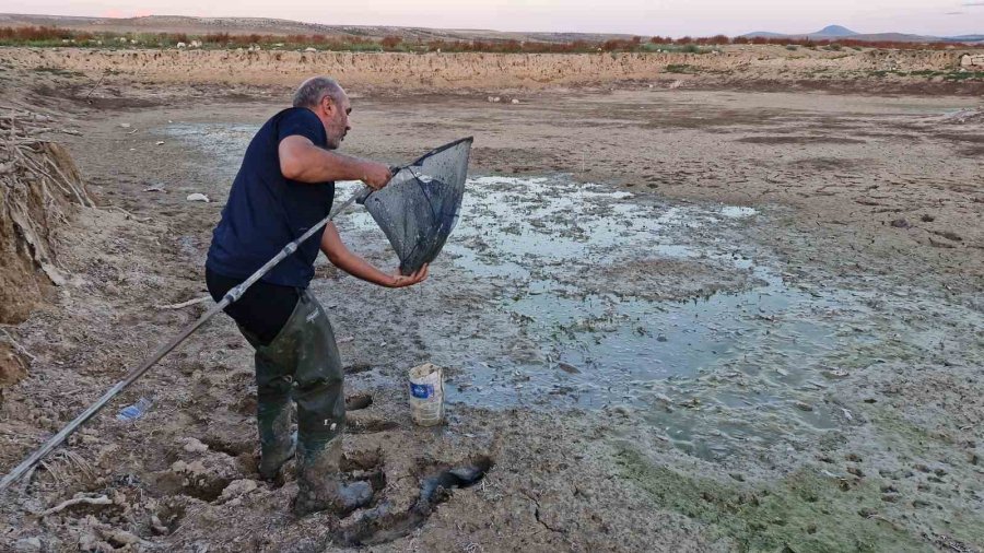 Su Seviyesi Düşen Barajdaki Yavru Balıkları Kovalarla Kurtarmaya Çalıştılar