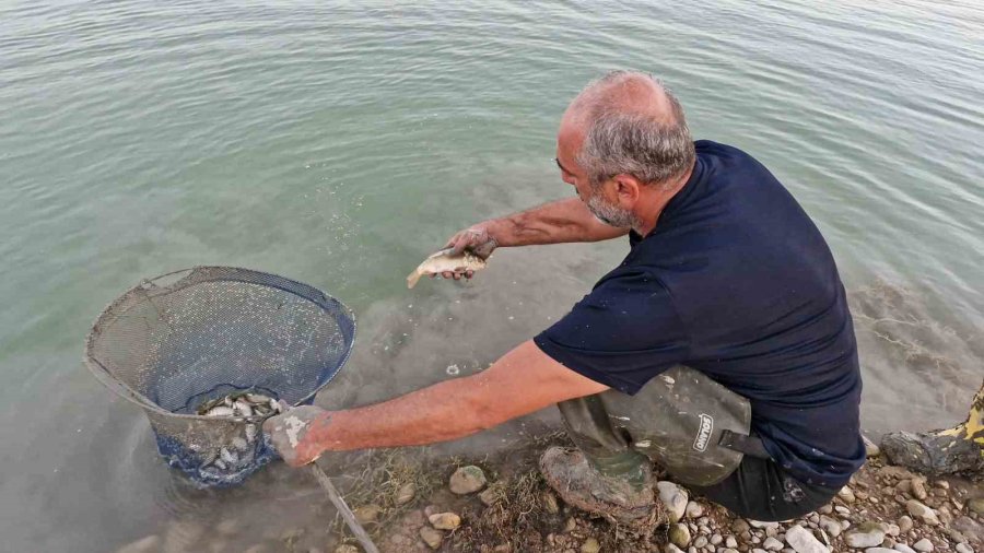 Su Seviyesi Düşen Barajdaki Yavru Balıkları Kovalarla Kurtarmaya Çalıştılar