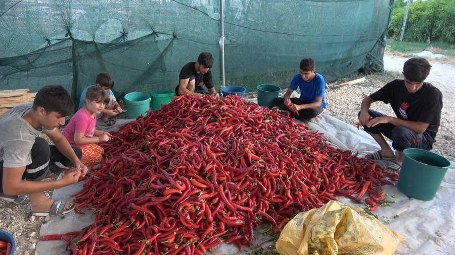 Mersin’de Biber Salçası Üretimi Başladı