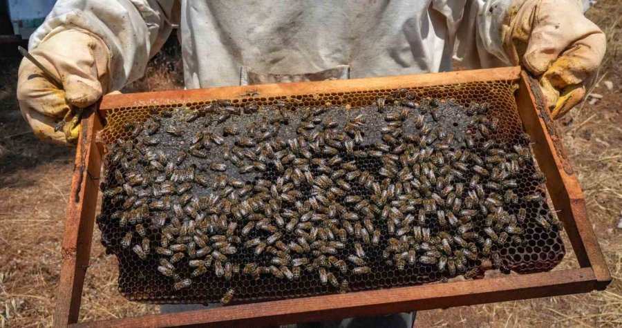 Oğlunun Ölümünün Ardından Dedesinden Kalma Arıcılık Mesleğiyle Hayata Tutundu