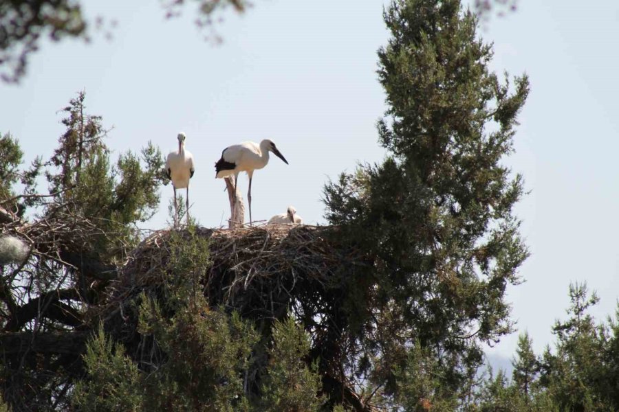 Leyleklerin Yavrularını Besleme Anları Görsel Şölen Oluşturdu