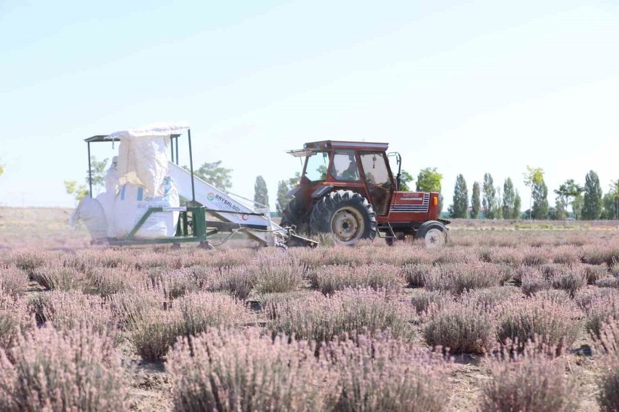 Karatay Lavanta Bahçeleri’nde Hasat Zamanı