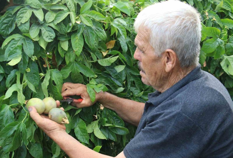 Kilosu 100 Tl: Tropikal ’aşk Meyvesi’ Üreticisini Sevindirdi