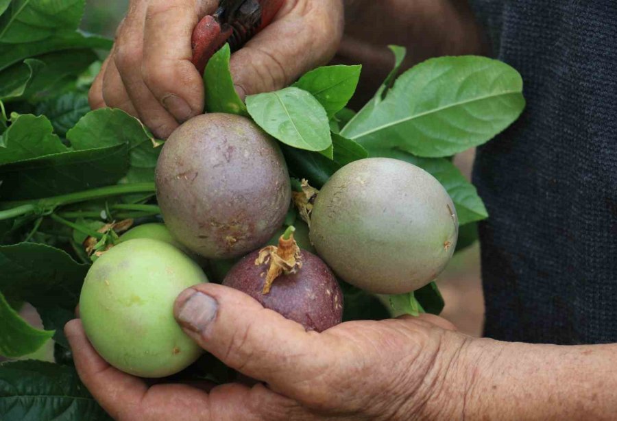 Kilosu 100 Tl: Tropikal ’aşk Meyvesi’ Üreticisini Sevindirdi