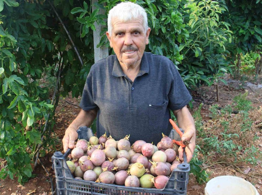 Kilosu 100 Tl: Tropikal ’aşk Meyvesi’ Üreticisini Sevindirdi