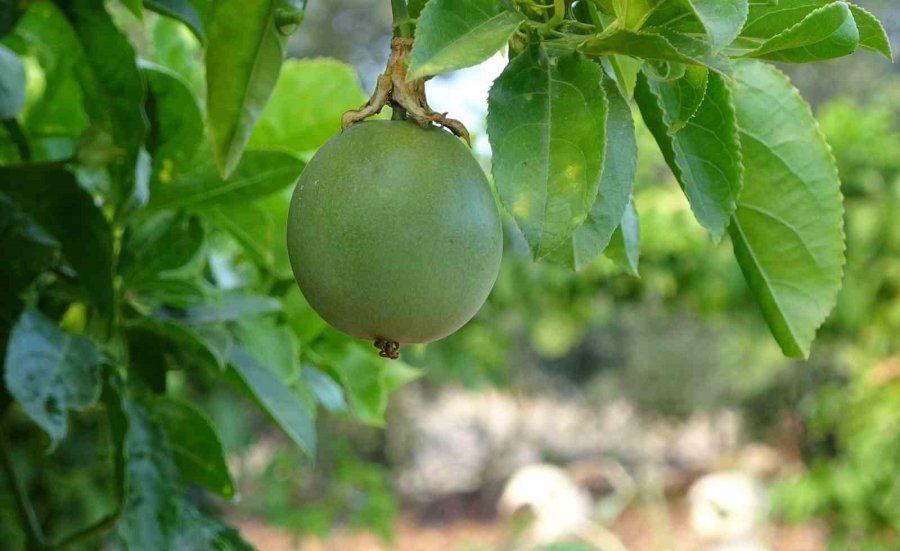 Kilosu 100 Tl: Tropikal ’aşk Meyvesi’ Üreticisini Sevindirdi