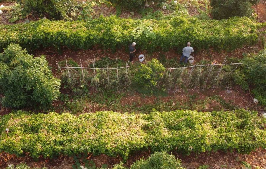 Kilosu 100 Tl: Tropikal ’aşk Meyvesi’ Üreticisini Sevindirdi