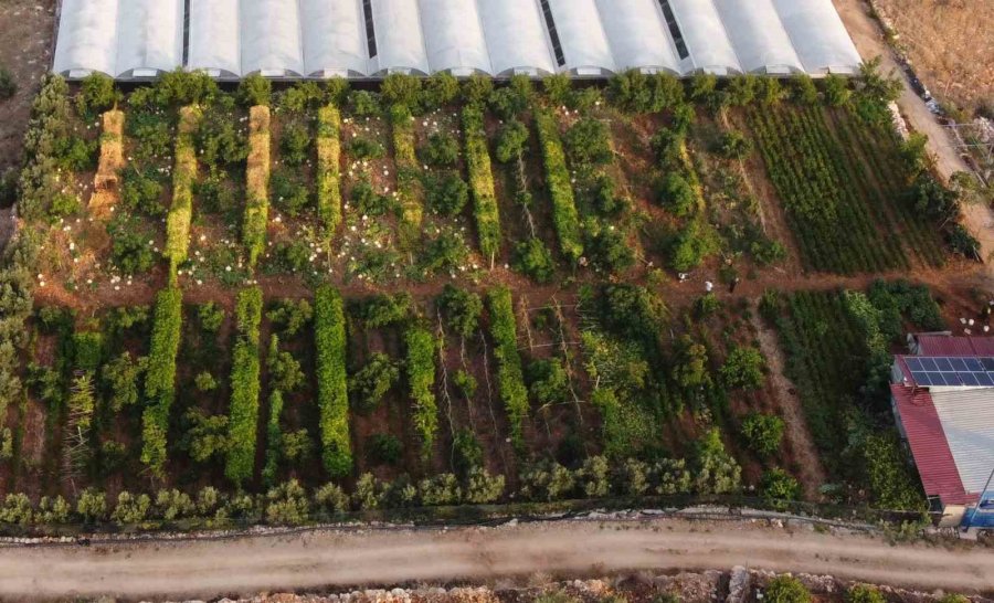 Kilosu 100 Tl: Tropikal ’aşk Meyvesi’ Üreticisini Sevindirdi