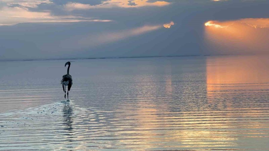 Tuz Gölünde Yavru Flamingolar Kanat Çırpmaya Başladı