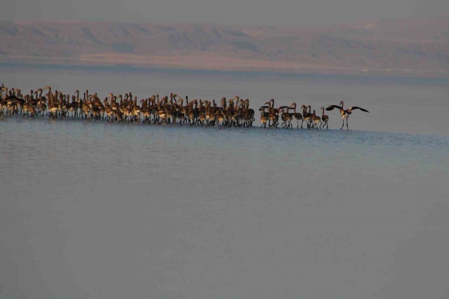 Tuz Gölünde Yavru Flamingolar Kanat Çırpmaya Başladı