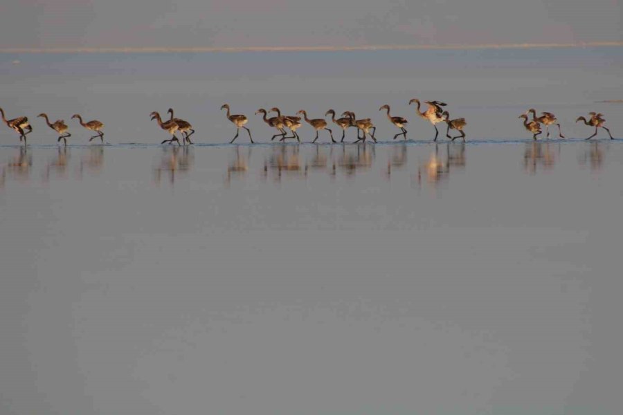 Tuz Gölünde Yavru Flamingolar Kanat Çırpmaya Başladı