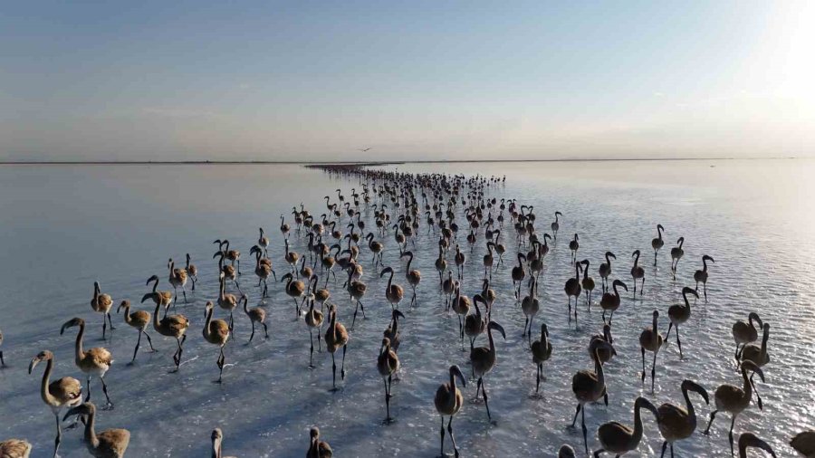 Tuz Gölünde Yavru Flamingolar Kanat Çırpmaya Başladı