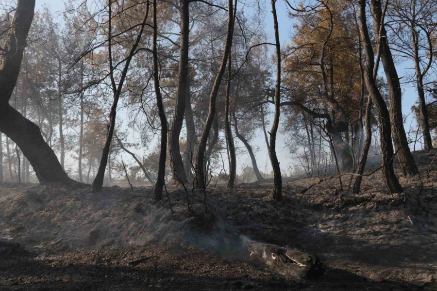 Antalya’da Çıkan Yangın Seraları Ve Ormanlık Alanı Etkiledi