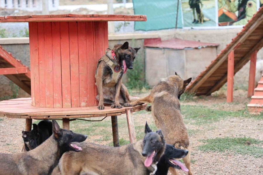 "hassas Burunlar" Zorlu Eğitimlerle Afetlere Hazırlanıyor