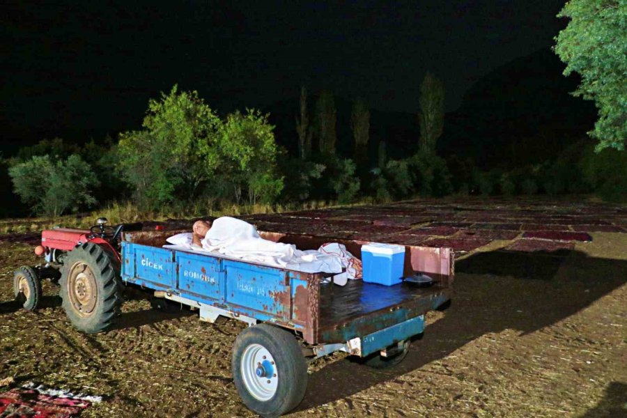 Tarlada Milyonluk Halı Nöbeti: Güneş Batınca Başlıyor, Doğunca Bitiriyorlar