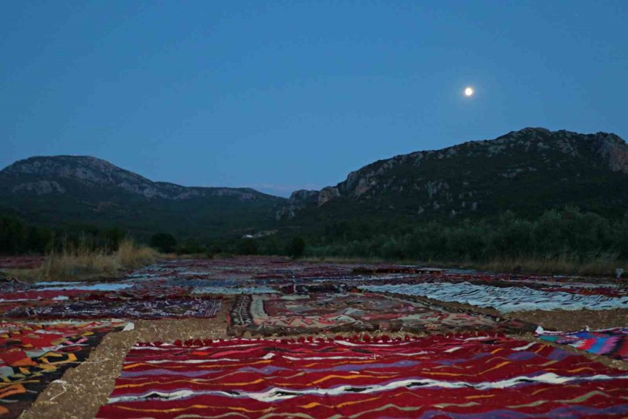 Tarlada Milyonluk Halı Nöbeti: Güneş Batınca Başlıyor, Doğunca Bitiriyorlar