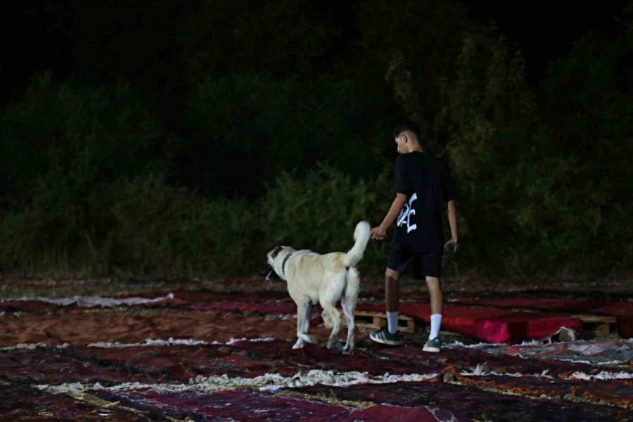 Tarlada Milyonluk Halı Nöbeti: Güneş Batınca Başlıyor, Doğunca Bitiriyorlar