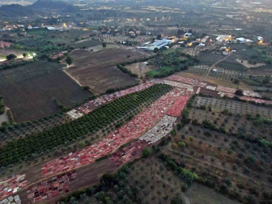 Tarlada Milyonluk Halı Nöbeti: Güneş Batınca Başlıyor, Doğunca Bitiriyorlar