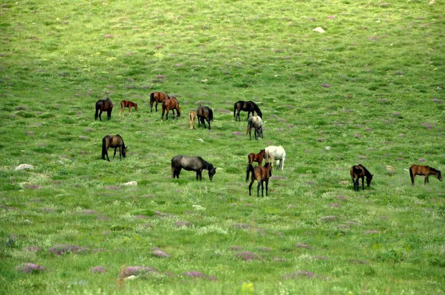 Niğde’nin Saklı Cenneti Karagöl Ve Çini Göl