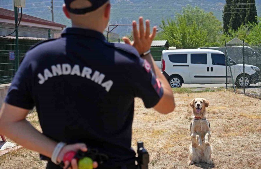 Orman Yangınlarındaki Kundaklama Ve Sabotaj, ‘zeytin’in Burnundan Geçiyor