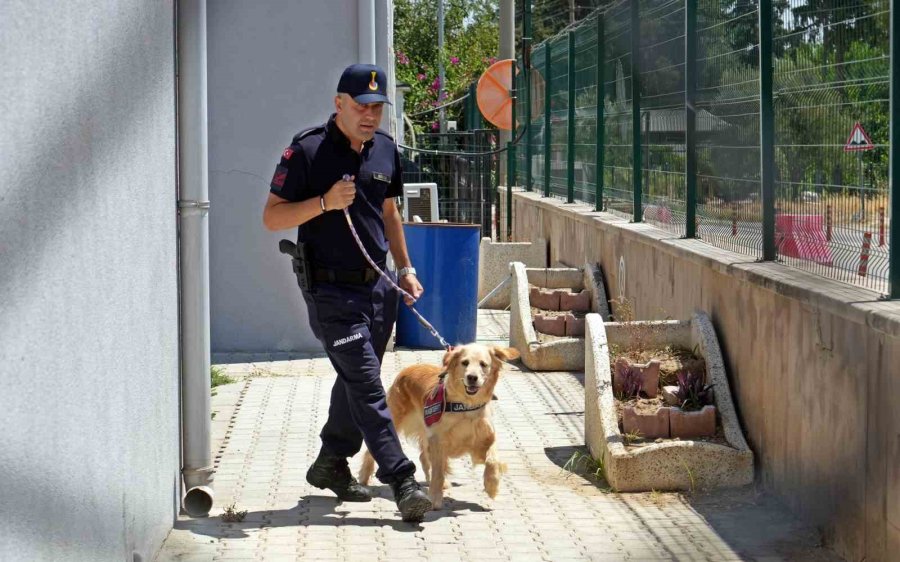 Orman Yangınlarındaki Kundaklama Ve Sabotaj, ‘zeytin’in Burnundan Geçiyor