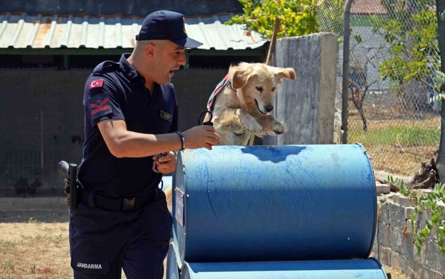 Orman Yangınlarındaki Kundaklama Ve Sabotaj, ‘zeytin’in Burnundan Geçiyor