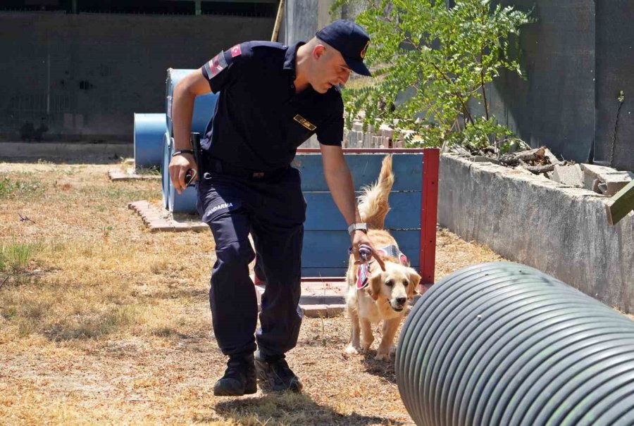 Orman Yangınlarındaki Kundaklama Ve Sabotaj, ‘zeytin’in Burnundan Geçiyor