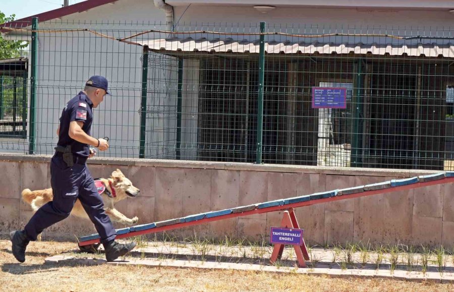 Orman Yangınlarındaki Kundaklama Ve Sabotaj, ‘zeytin’in Burnundan Geçiyor