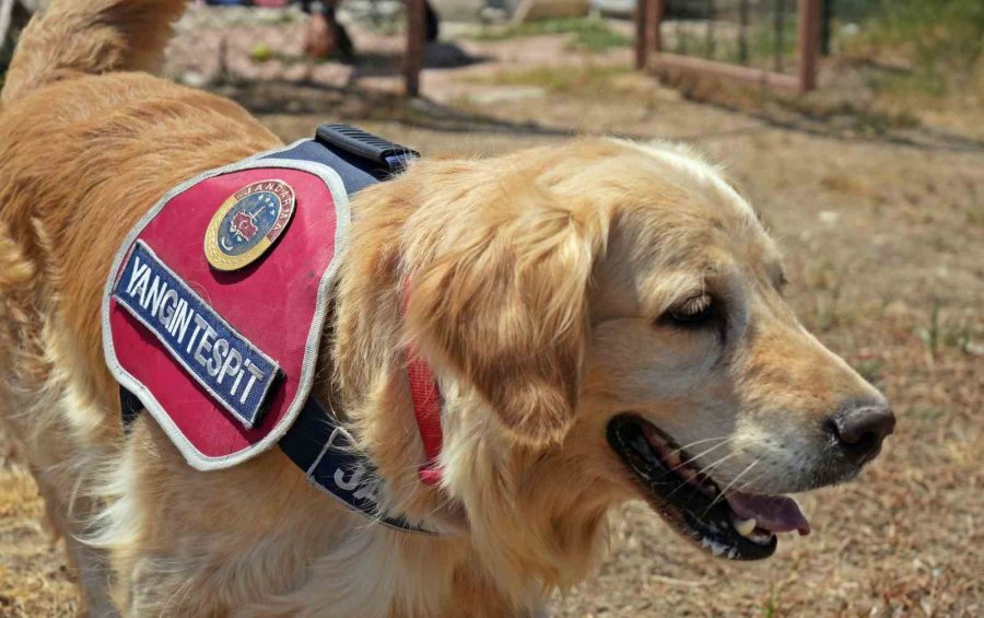 Orman Yangınlarındaki Kundaklama Ve Sabotaj, ‘zeytin’in Burnundan Geçiyor