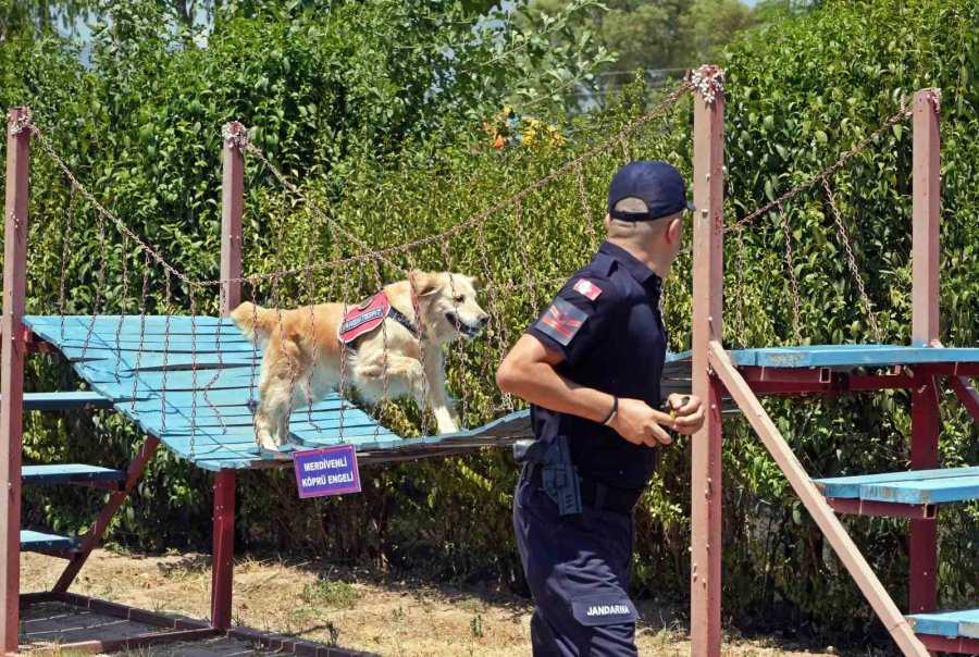 Orman Yangınlarındaki Kundaklama Ve Sabotaj, ‘zeytin’in Burnundan Geçiyor