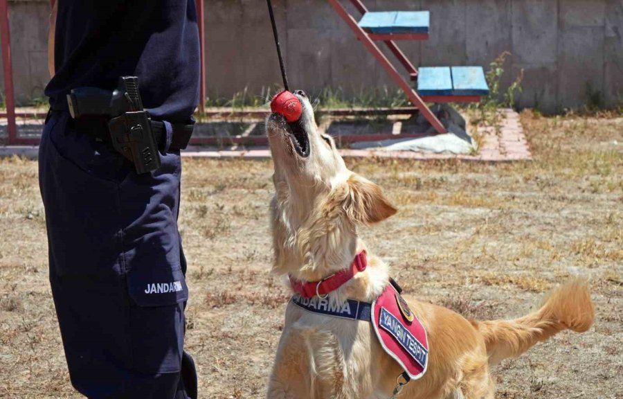 Orman Yangınlarındaki Kundaklama Ve Sabotaj, ‘zeytin’in Burnundan Geçiyor