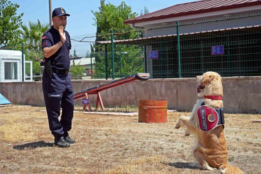 Orman Yangınlarındaki Kundaklama Ve Sabotaj, ‘zeytin’in Burnundan Geçiyor