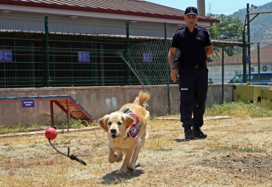 Orman Yangınlarındaki Kundaklama Ve Sabotaj, ‘zeytin’in Burnundan Geçiyor