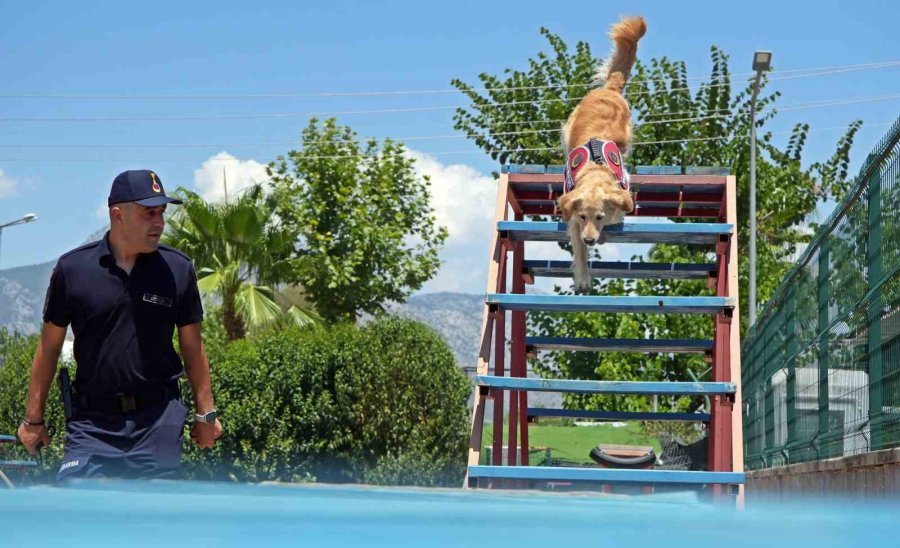 Orman Yangınlarındaki Kundaklama Ve Sabotaj, ‘zeytin’in Burnundan Geçiyor