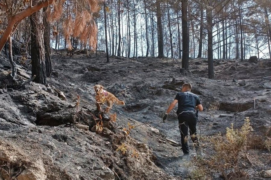 Orman Yangınlarındaki Kundaklama Ve Sabotaj, ‘zeytin’in Burnundan Geçiyor