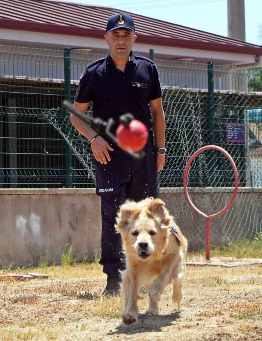 Orman Yangınlarındaki Kundaklama Ve Sabotaj, ‘zeytin’in Burnundan Geçiyor