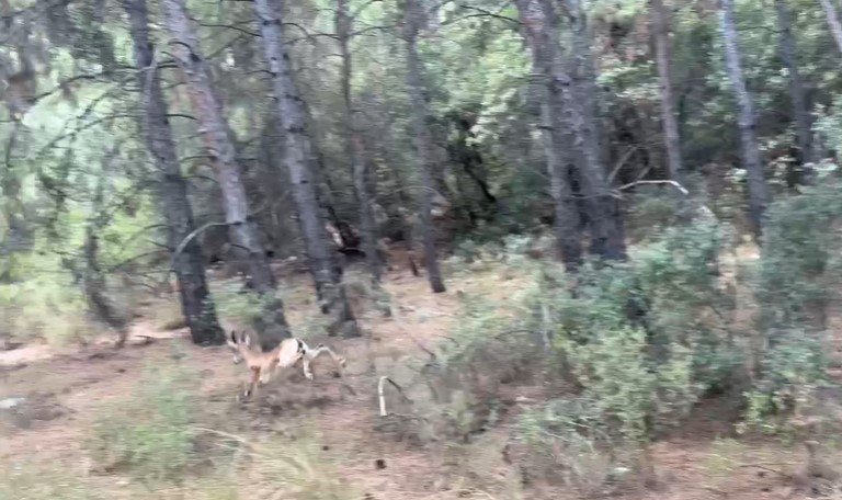 Antalya’da Yaralı Halde Şehirde Dolaşan Yavru Yaban Keçisi Yakalandı