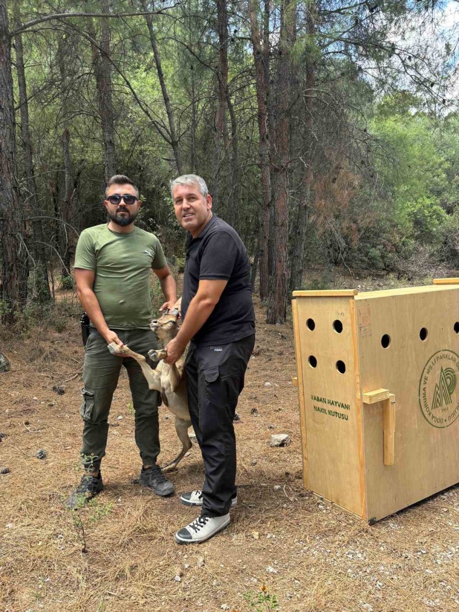 Antalya’da Yaralı Halde Şehirde Dolaşan Yavru Yaban Keçisi Yakalandı