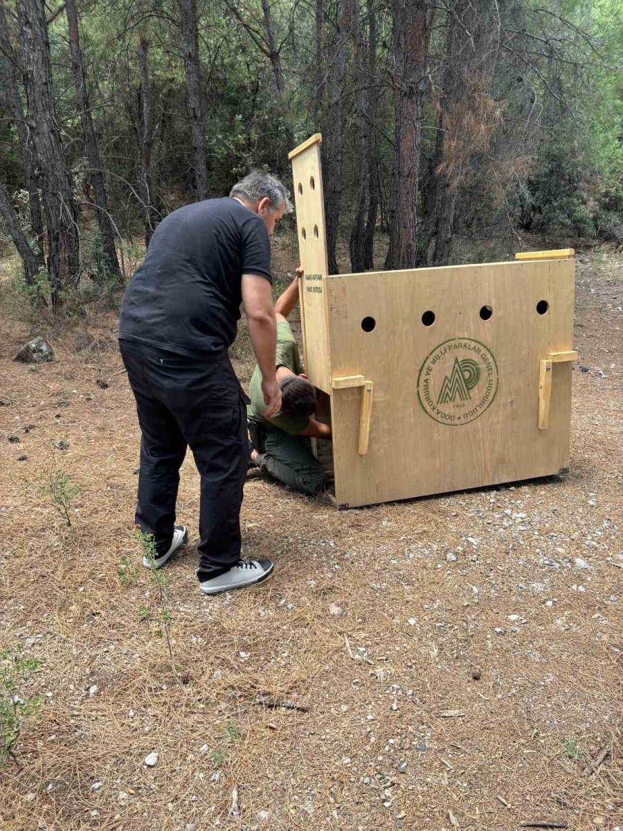 Antalya’da Yaralı Halde Şehirde Dolaşan Yavru Yaban Keçisi Yakalandı