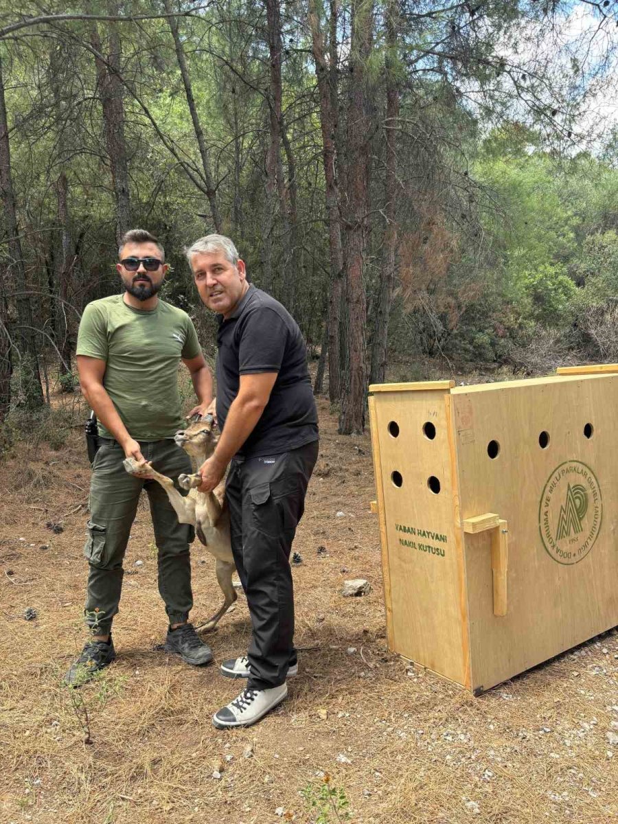 Antalya’da Yaralı Halde Şehirde Dolaşan Yavru Yaban Keçisi Yakalandı