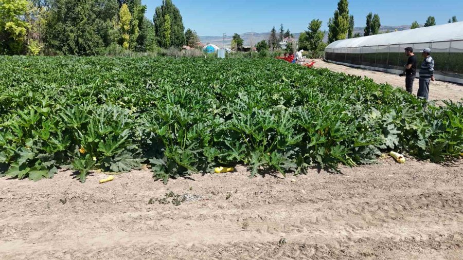 Eskişehir’de Salatalık Ve Kabak Fiyatları Üreticiyi Tatmin Edecek Seviyeye Ulaştı