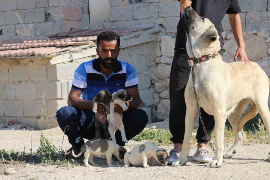 İri Cüssesiyle Nam Salan Aksaray Malaklısı İnsan Boyunu Geçiyor