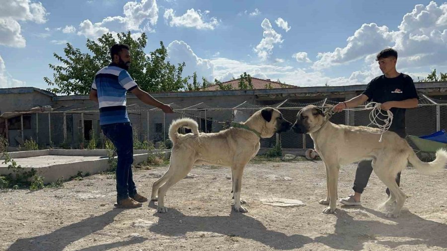 İri Cüssesiyle Nam Salan Aksaray Malaklısı İnsan Boyunu Geçiyor