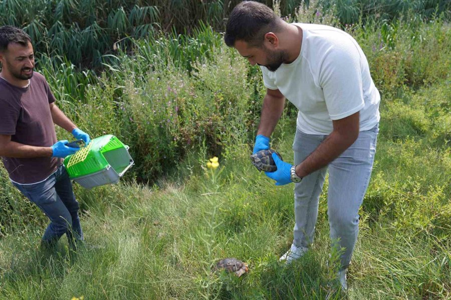 Tedavileri Tamamlanan Kaplumbağalar Doğaya Bırakıldı