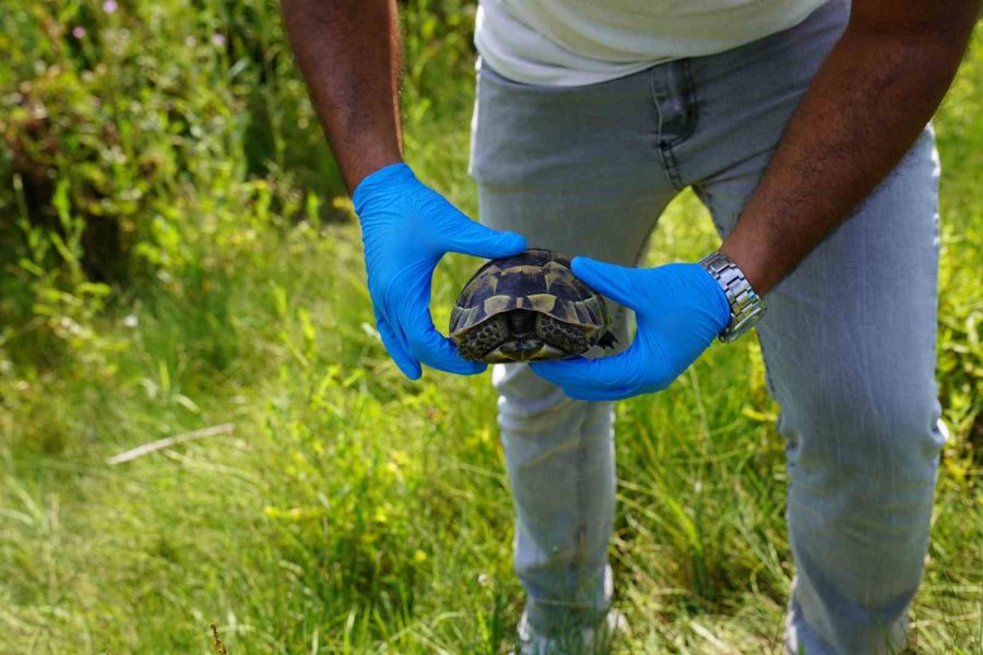 Tedavileri Tamamlanan Kaplumbağalar Doğaya Bırakıldı