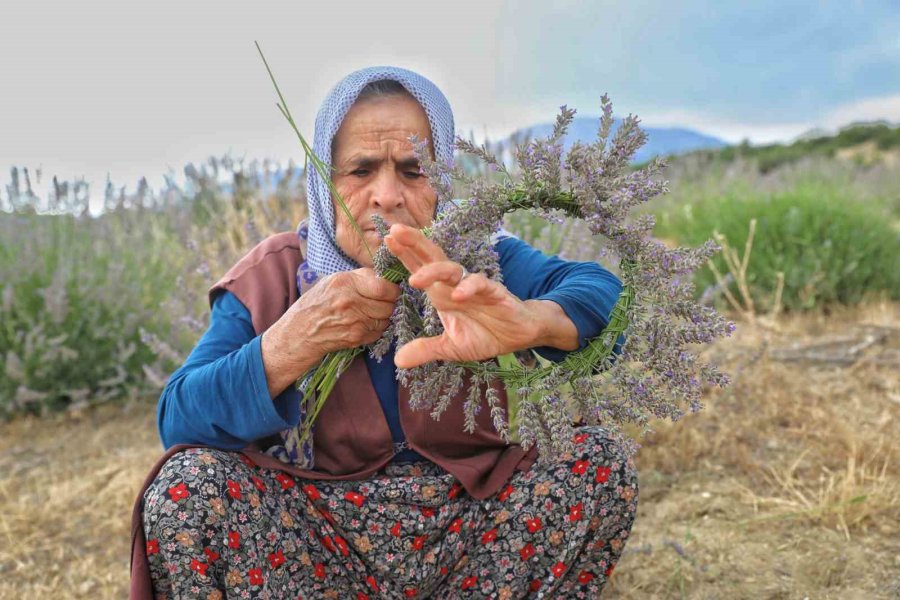 Antalya’da Atıl Arazi Lavanta Bahçesine Dönüştü