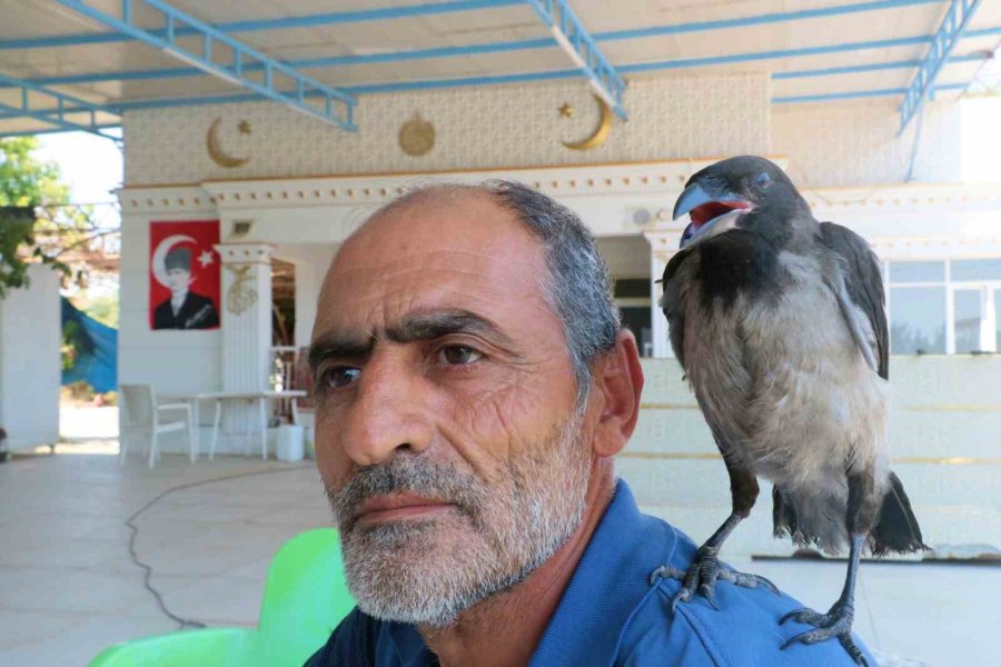 Kedilerin Saldırısından Kurtarılan Yavru Kargaya Çocuğu Gibi Bakıyor