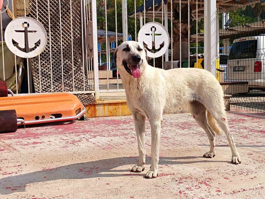 Deniz Polisinden Yürekleri Isıtan Sokak Köpeği Kurtarma Görevi